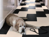 Podlahy vhodné pro majitele psů a koček